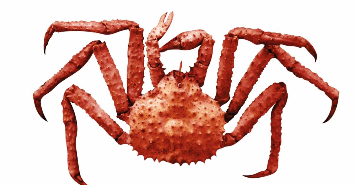 Crabe royal (du Kamtchatka) Guide des espèces